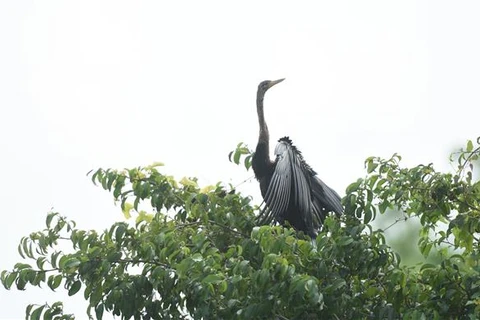 About 500 snakebirds discovered in Dong Nai province 