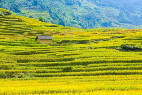 Admiring terraced rice fields in Y Ty