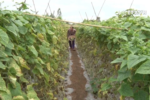 Farmers make a living by growing cucumbers