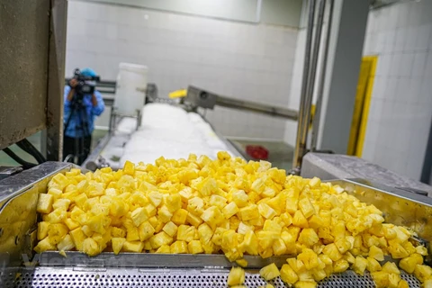 Processing pineapple for export at Dong Giao farm