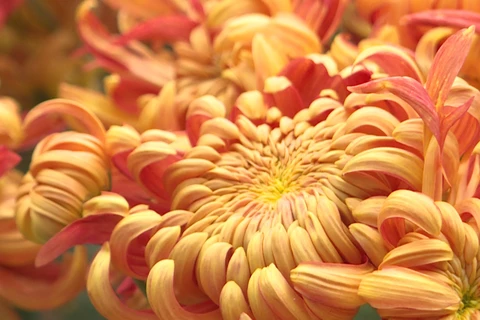 Exotic chrysanthemum garden dazzles Hanoians