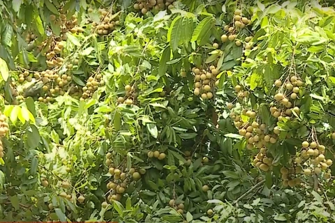 Son La longans in harvest season