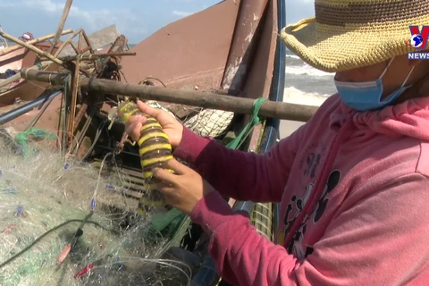 Fishermen in Quang Tri enjoying bumper catches