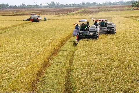 35 years of renewal: Vietnam’s rice conquers the world
