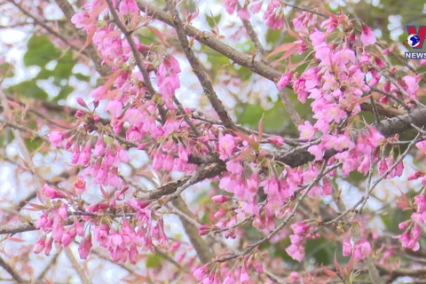 Cherry blossoms brilliant in Central Highlands town