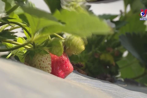 Son La ready to ship strawberries abroad