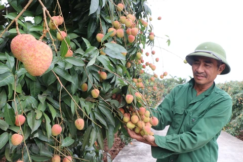 Lychee export to Japan paves way for other Vietnamese fruits