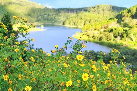 A flower space in Da Lat attracts visitors (Photo: Vietnamplus)