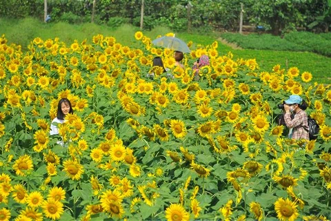 Sunflower garden in Ninh Binh lures visitors