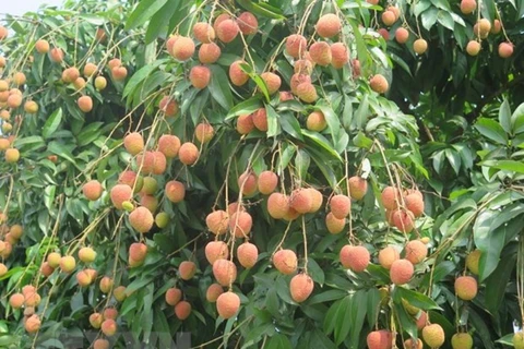 Hai Duong exports first batch of lychee to Japan