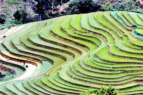 Alluring terraced rice fields in Son La