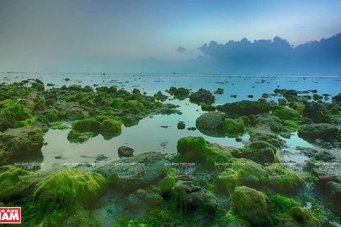 Beautiful seaweed field in Ninh Thuan
