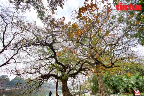 Hanoi in freshwater mangrove leaf changing season