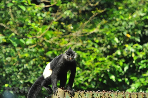 Efforts to protect Delacour’s langurs in Ha Nam