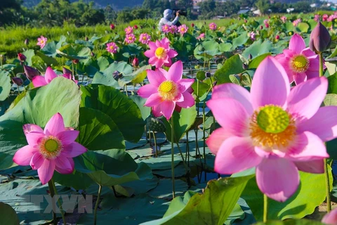 Lotus flowers in blossom in Da Nang city