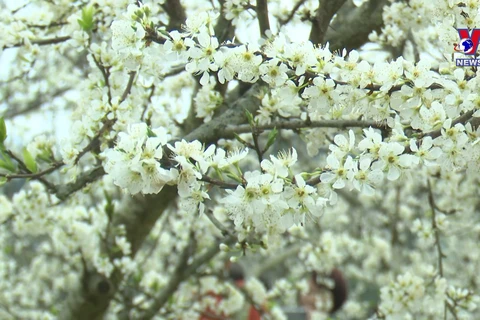 White plum blossoms on Bac Ha plateau