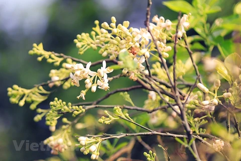 Aroma of pomelo flowers spreading around Hanoi streets