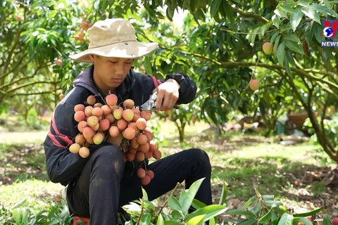 Lychee harvest in Central Highlands a success