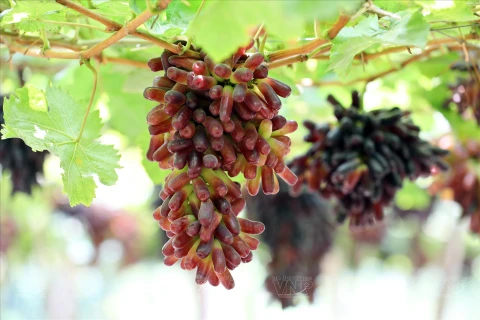 Seedless black finger grapes from Ninh Thuan now available