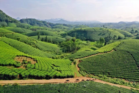 Phu Tho developing green tea products