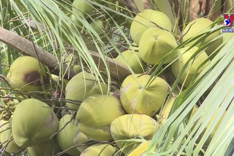 Vietnam gets green light to export fresh husked coconut to US