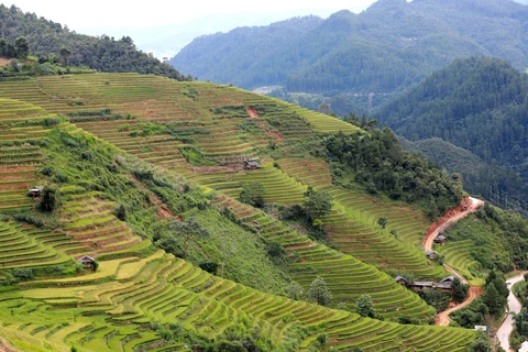 Mu Cang Chai terraced rice fields - A masterpiece of nature and humanity