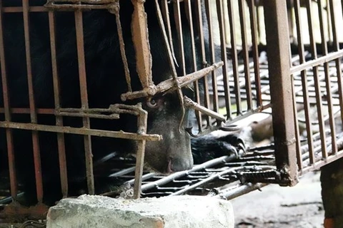 Last captive bear in Hai Duong transferred to sanctuary