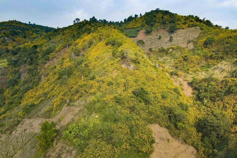 Wild sunflowers dye northwestern mountains yellow