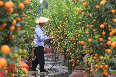 Tu Lien kumquat village bustling as Tet approaches