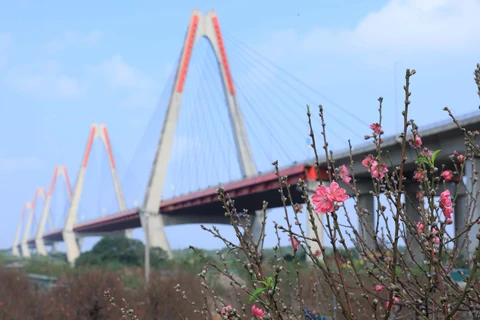 Nhat Tan peach blossom village vibrant as Tet nears