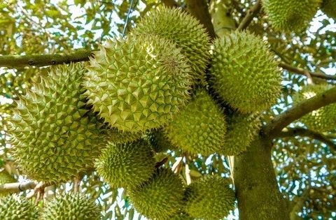 Durian, coconut expected to join “1-bln-USD” export club