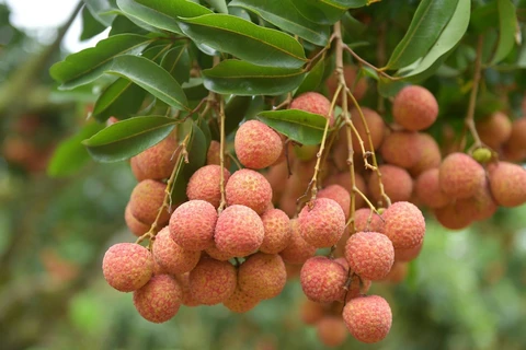 China - main export market of Bac Giang lychee