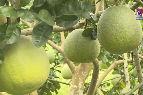 Farmers enjoy bumper Doan Hung pomelo harvest 