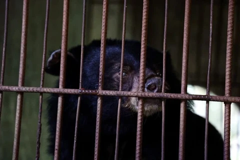 Vietnam bear rescue centre welcomes three black bears