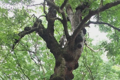 The mystery of the ironwood tree at Lam Kinh historical relic site