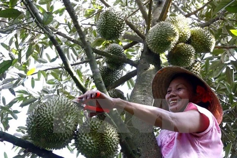 Exports to China via official channels raise stature of Vietnamese durians