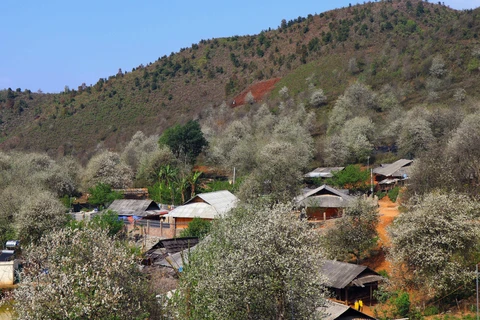 Picturesque Son La during medlar flower season