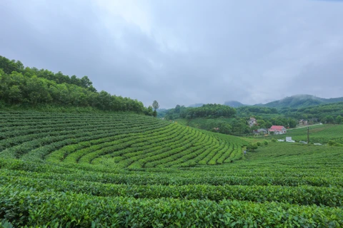 Thai Nguyen: efforts made to revive Song Cau tea 