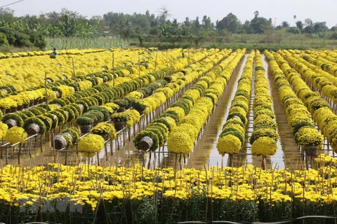Flower villages rush into Lunar New Year