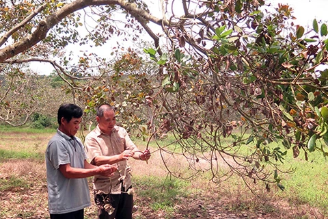 Vietnam’s cashew industry shaken by extreme weather events