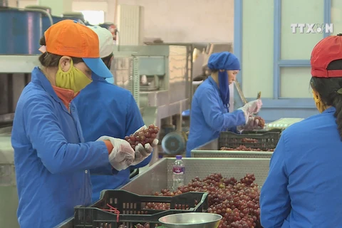 Ninh Thuan strives to develop wine grape cultivation