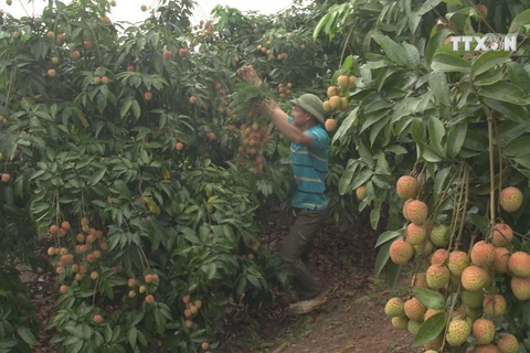 Bac Giang’s early litchi sold at good price