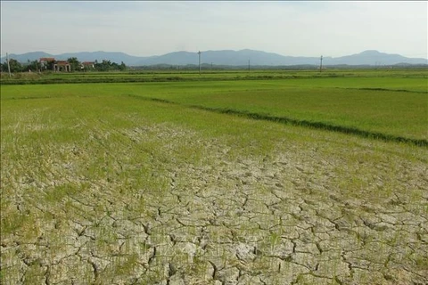 Climate change: Quang Binh faces severe drought