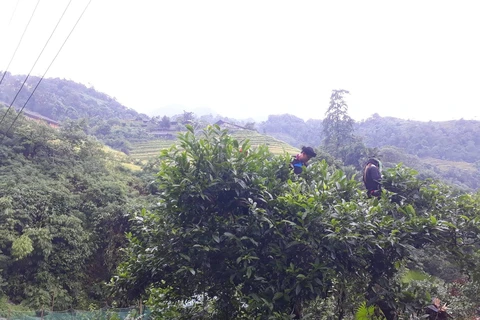 Ethnic minorities make real deal from tea production