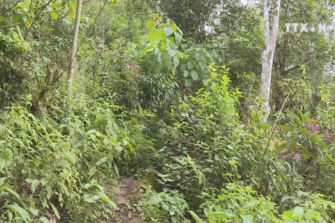 Lai Chau preserves ancient Shan Tuyet tea tree