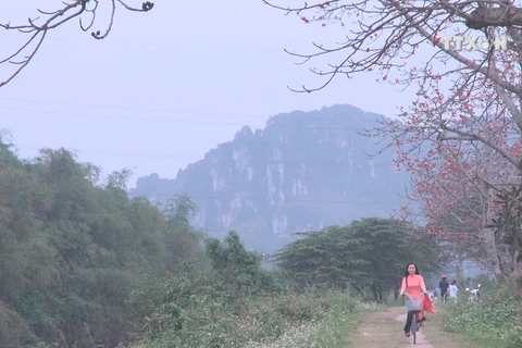 Red silk cotton flower bewitches Thanh Hoa locals