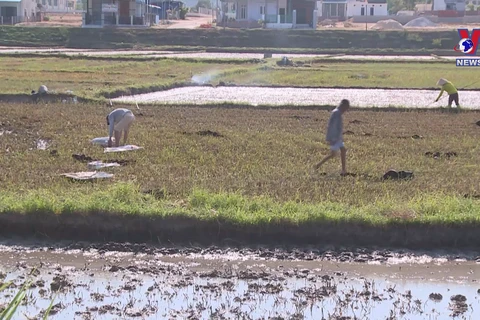 Farmers in Binh Dinh plant rice early to avoid drought