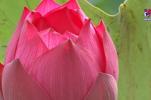 Lotus seeds make good crop in Ha Nam province