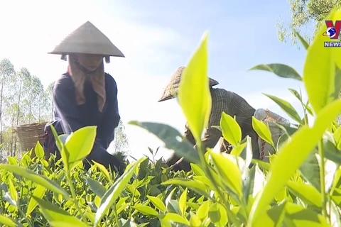 Building a brand for Phu Tho tea