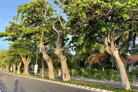 Age-old Indian-almond trees in Con Dao island